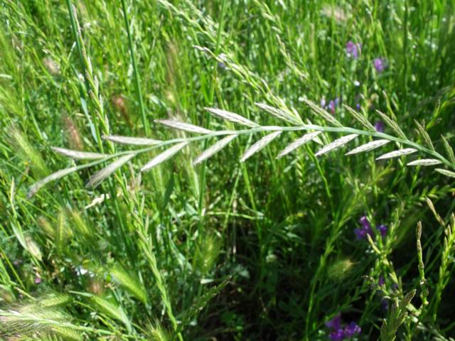 Lolium multiflorum / Loglio maggiore